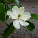 Magnolia virginiana