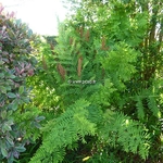 Osmunda regalis