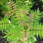 Sorbaria sorbifolia Sem (5)