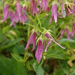 Campanula Pink Octopus