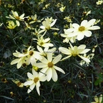 Coreopsis verticillata Moonbeam (2)