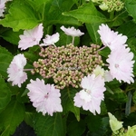 Hydrangea macrophylla Koria (3)