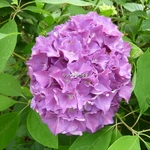 Hydrangea macrophylla Merkur (3)