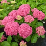 Hydrangea macrophylla Merkur