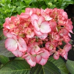 Hydrangea macrophylla Ripple (1)