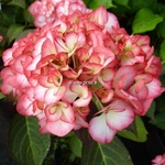 Hydrangea macrophylla Ripple (2)