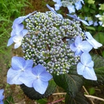 Hydrangea macrophylla Twist & Shout (2)