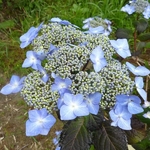 Hydrangea macrophylla Twist & Shout (3)