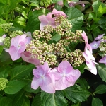 Hydrangea macrophylla Twist & Shout