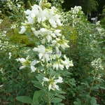 Lespedeza thunbergii Albiflora (1)
