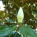 Magnolia grandiflora Exmouth (4)