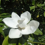 Magnolia grandiflora Francois Treyve