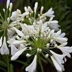 Agapanthus Artic Star