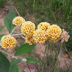 Buddleja weyeriana Sungold