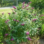 Buddleja Miss Ruby (1)