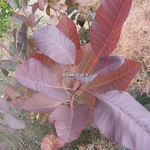 Cotinus Grace (8)