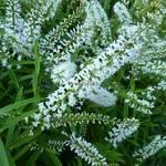 Hebe salicifolia (5)