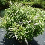 Hebe salicifolia (3)