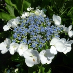 Hydrangea macrophylla Blanc Bleu (1)