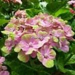 Hydrangea macrophylla Coral (1)