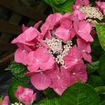 Hydrangea macrophylla Grasmucke (1)