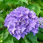 Hydrangea macrophylla Hobergine (2)