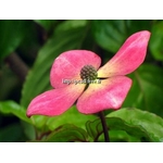 cornus%20kousa%20radiant%20rose