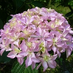 Hydrangea macrophylla Inspire (3)