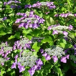 Hydrangea macrophylla Moeve (1)