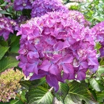 Hydrangea macrophylla Selma (3)