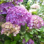 Hydrangea macrophylla Selma (2)