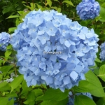 Hydrangea macrophylla Semperflorens (2)