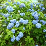 Hydrangea macrophylla Semperflorens (1)