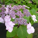 Hydrangea macrophylla Twist & Shout (4)
