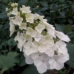 Hydrangea quercifolia Queen of Hearts (1)