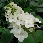 Hydrangea quercifolia Queen of Hearts (2)