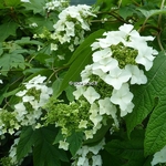 Hydrangea quercifolia Tennssee Clone