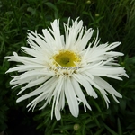 Leucanthemum Wirral Pride (2)