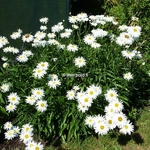 Leucanthemum Wirral Pride (4)