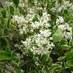 Ligustrum japonicum Texanum Variegatum (2)