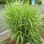 Miscanthus sinense Zebrinus (1)