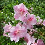 Rhododendron Haru no sono (1)