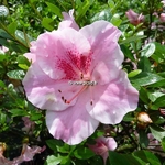 Rhododendron Haru no sono (3)