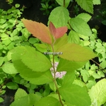 Spiraea japonica Double Play Big Bang (1)