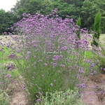 Verbena bonariensis (1)