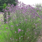 Verbena bonariensis (2)