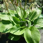 Hosta sieboldiana Elegans (2)