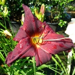 Hemerocallis American Revolution