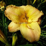 Hemerocallis Barbados (2)