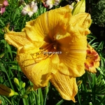 Hemerocallis Golden Scroll